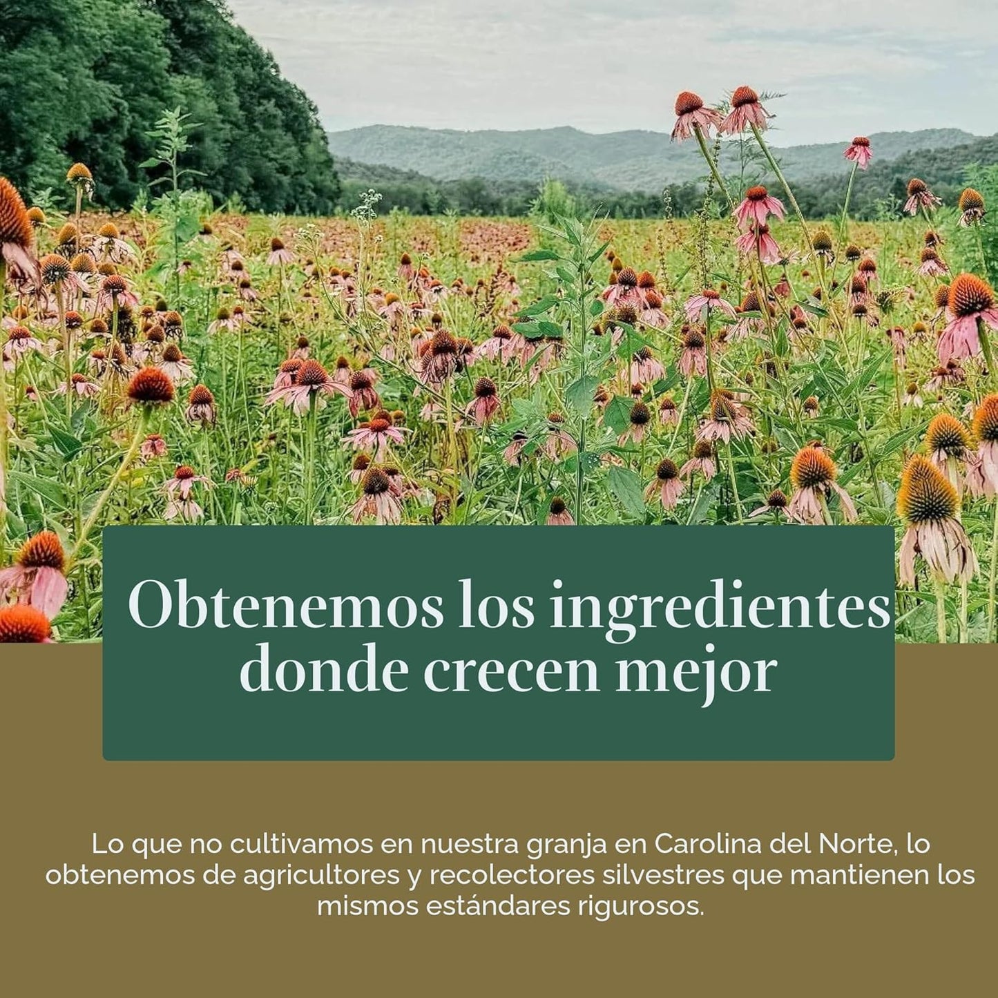 Ashwagandha Root – Gaia Herbs