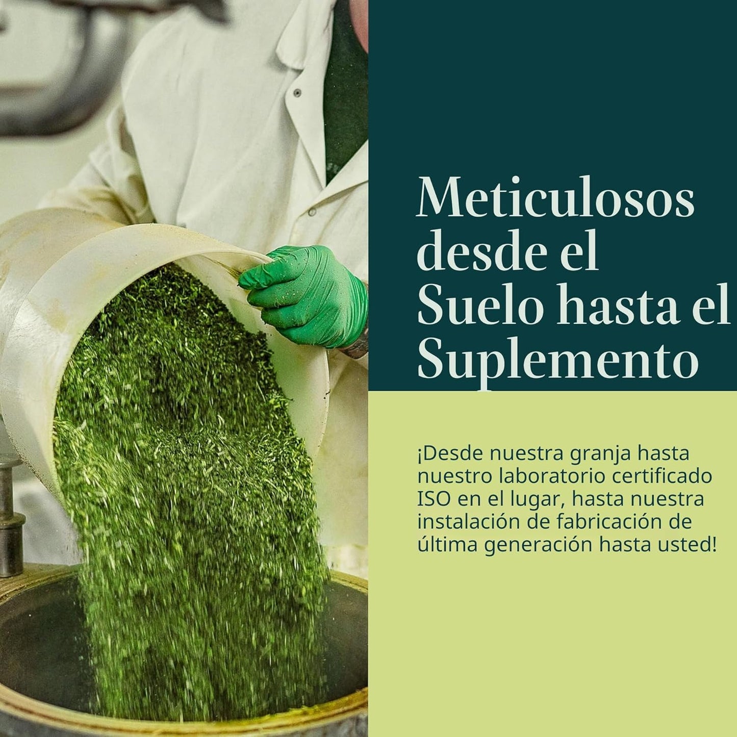 Ashwagandha Root – Gaia Herbs