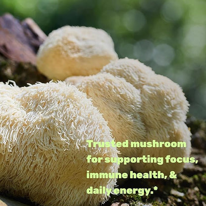Lion’s Mane Mushroom – Deal Supplement (240 cápsulas)